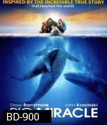 Big miracle ปาฏิหาริย์วาฬสีเทา