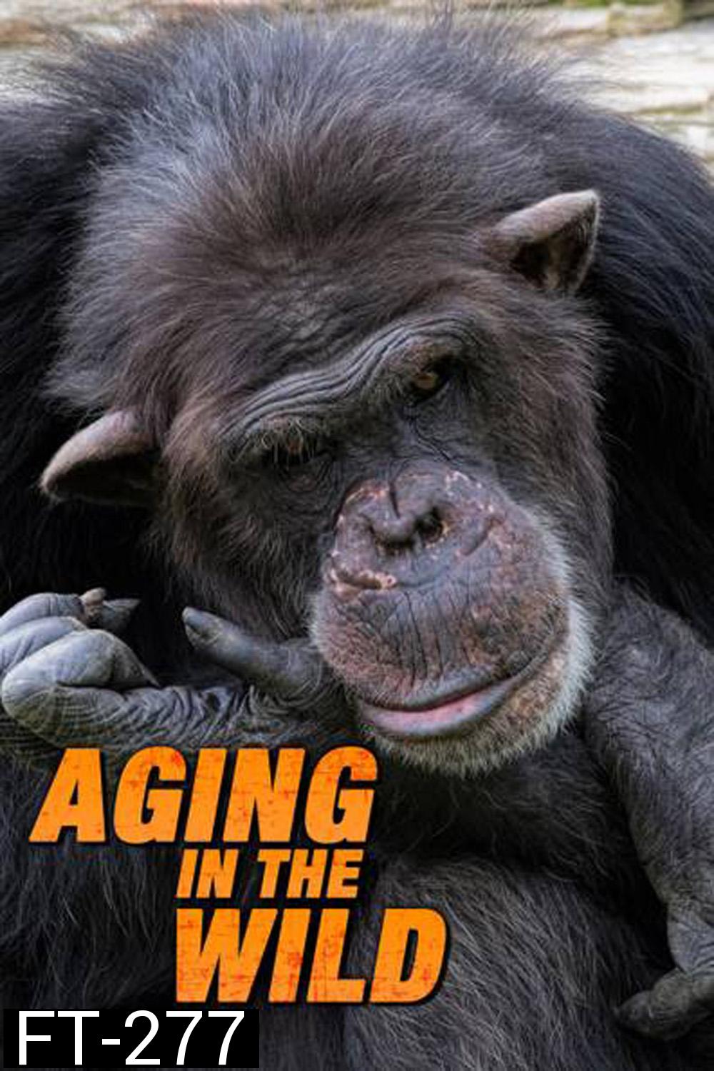 Aging in the Wild ช่วงชีวิตในป่าใหญ่ (2017) 5 ตอน